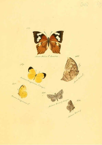 Reproducción/Reproduction 6105923745: Zuträge zur Sammlung exotischer Schmettlinge [sic] atlas Augsburg :bey dem Verfasser zu finden,1818-1837