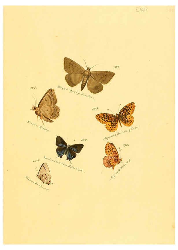 Reproducción/Reproduction 6105923965: Zuträge zur Sammlung exotischer Schmettlinge [sic] atlas Augsburg :bey dem Verfasser zu finden,1818-1837