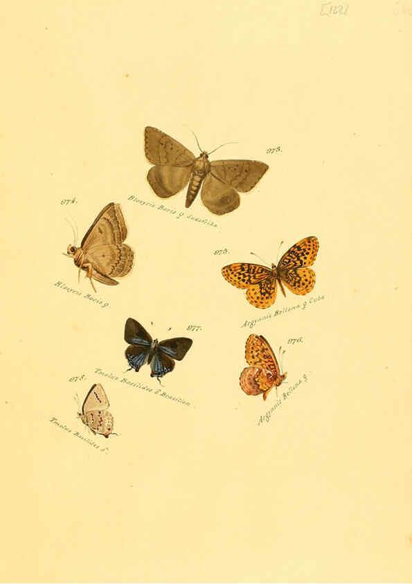 Reproducción/Reproduction 6105923965: Zuträge zur Sammlung exotischer Schmettlinge [sic] atlas Augsburg :bey dem Verfasser zu finden,1818-1837