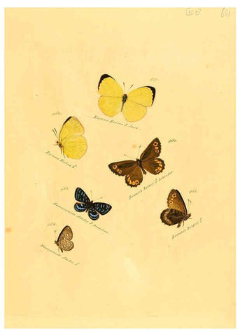 Reproducción/Reproduction 6106469784: Zuträge zur Sammlung exotischer Schmettlinge [sic] atlas Augsburg :bey dem Verfasser zu finden,1818-1837
