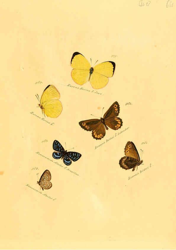 Reproducción/Reproduction 6106469784: Zuträge zur Sammlung exotischer Schmettlinge [sic] atlas Augsburg :bey dem Verfasser zu finden,1818-1837