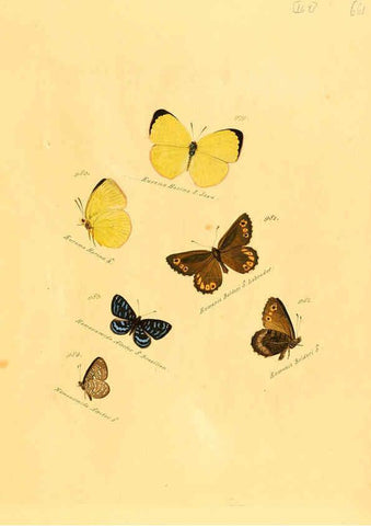 Reproducción/Reproduction 6106469784: Zuträge zur Sammlung exotischer Schmettlinge [sic] atlas Augsburg :bey dem Verfasser zu finden,1818-1837