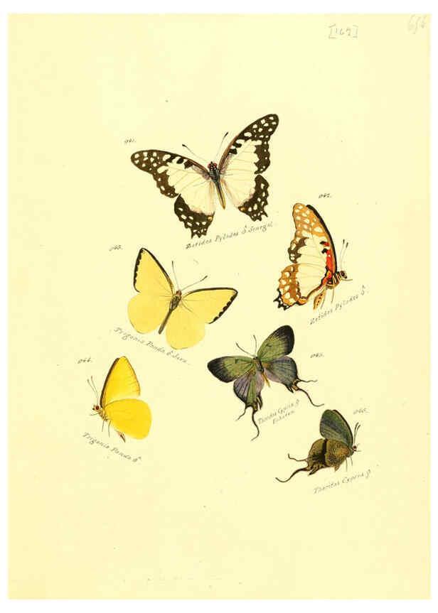 Reproducción/Reproduction 6106467488: Zuträge zur Sammlung exotischer Schmettlinge [sic] atlas Augsburg :bey dem Verfasser zu finden,1818-1837