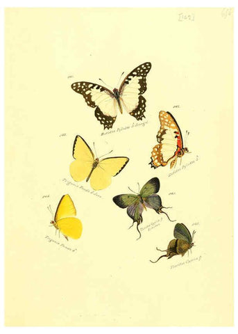 Reproducción/Reproduction 6106467488: Zuträge zur Sammlung exotischer Schmettlinge [sic] atlas Augsburg :bey dem Verfasser zu finden,1818-1837
