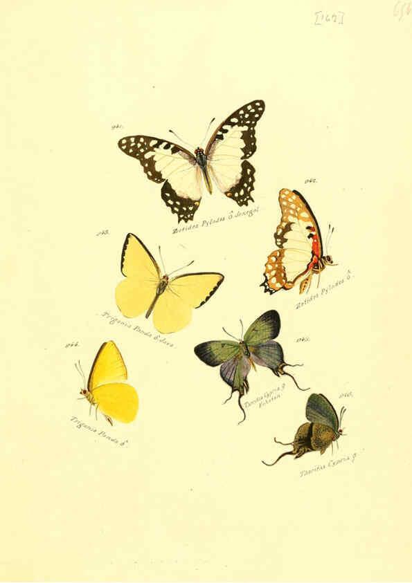 Reproducción/Reproduction 6106467488: Zuträge zur Sammlung exotischer Schmettlinge [sic] atlas Augsburg :bey dem Verfasser zu finden,1818-1837
