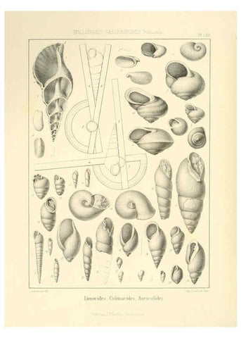 Reproducción/Reproduction 6106622224: Traité de paléontologie London : H. Ballière ;J.-B. Baillière ;1853-1857