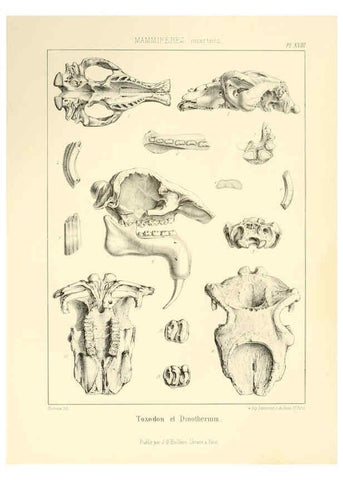 Reproducción/Reproduction 6106613550: Traité de paléontologie London : H. Ballière ;J.-B. Baillière ;1853-1857