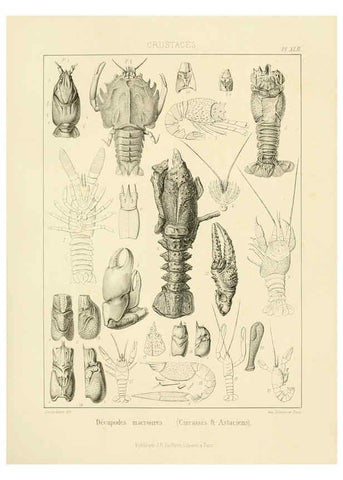 Reproducción/Reproduction 6106073549: Traité de paléontologie London : H. Ballière ;J.-B. Baillière ;1853-1857