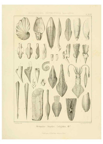 Reproducción/Reproduction 6106620272: Traité de paléontologie London : H. Ballière ;J.-B. Baillière ;1853-1857