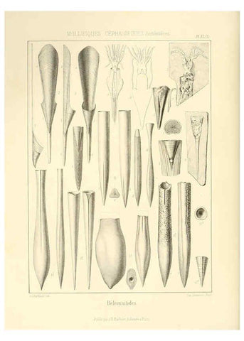 Reproducción/Reproduction 6106075247: Traité de paléontologie London : H. Ballière ;J.-B. Baillière ;1853-1857