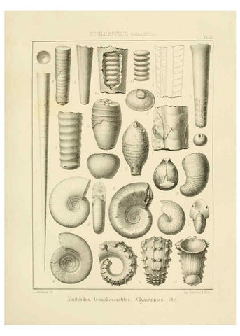 Reproducción/Reproduction 6106620836: Traité de paléontologie London : H. Ballière ;J.-B. Baillière ;1853-1857
