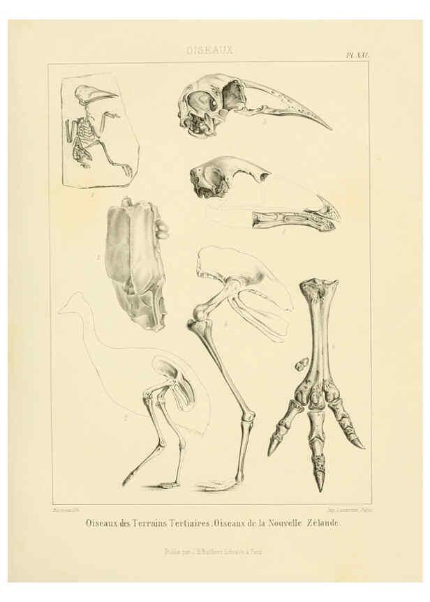 Reproducción/Reproduction 6106068885: Traité de paléontologie London : H. Ballière ;J.-B. Baillière ;1853-1857