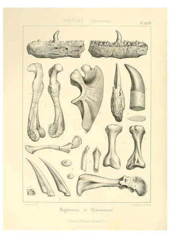 Reproducción/Reproduction 6106614534: Traité de paléontologie London : H. Ballière ;J.-B. Baillière ;1853-1857