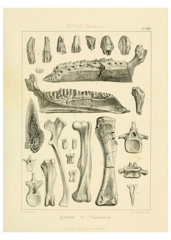 Reproducción/Reproduction 6106615022: Traité de paléontologie London : H. Ballière ;J.-B. Baillière ;1853-1857