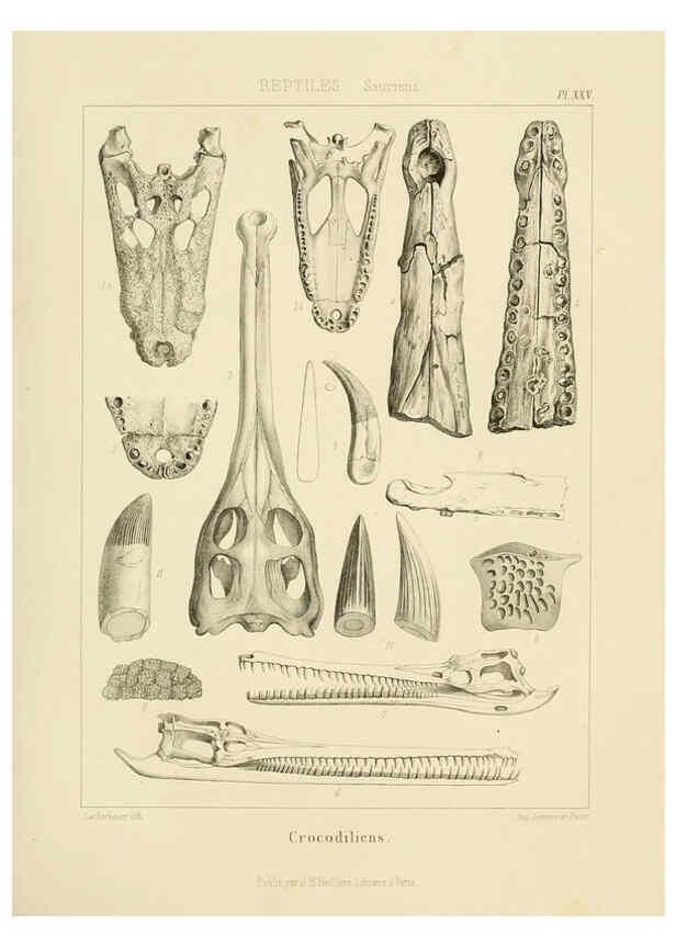 Reproducción/Reproduction 6106070043: Traité de paléontologie London : H. Ballière ;J.-B. Baillière ;1853-1857