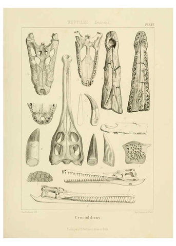 Reproducción/Reproduction 6106070043: Traité de paléontologie London : H. Ballière ;J.-B. Baillière ;1853-1857