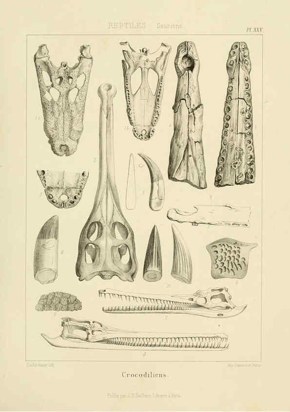Reproducción/Reproduction 6106070043: Traité de paléontologie London : H. Ballière ;J.-B. Baillière ;1853-1857