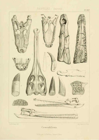 Reproducción/Reproduction 6106070043: Traité de paléontologie London : H. Ballière ;J.-B. Baillière ;1853-1857