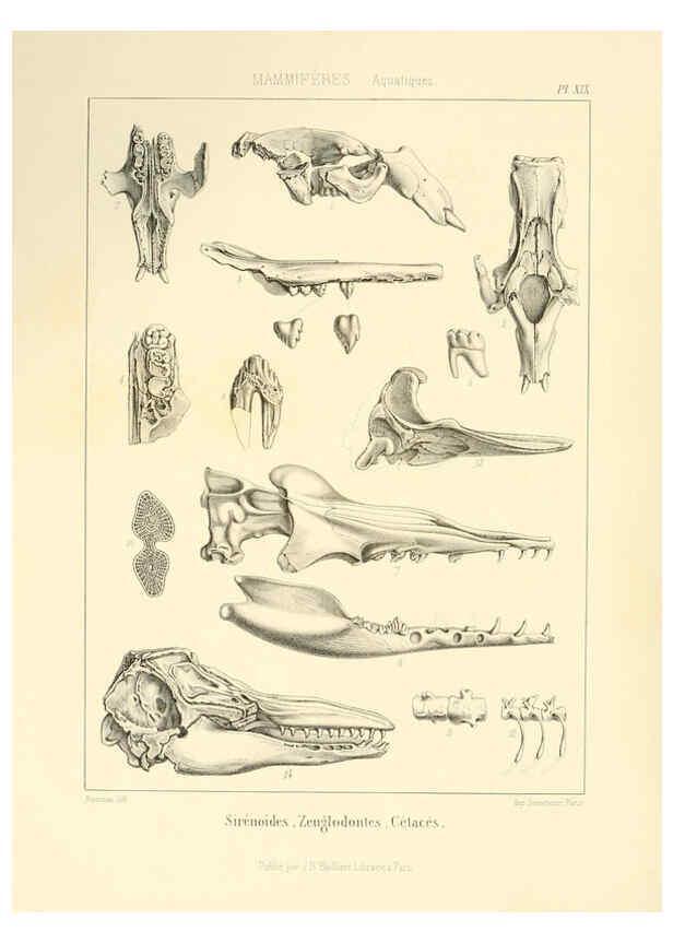 Reproducción/Reproduction 6106613746: Traité de paléontologie London : H. Ballière ;J.-B. Baillière ;1853-1857