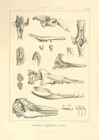 Reproducción/Reproduction 6106613746: Traité de paléontologie London : H. Ballière ;J.-B. Baillière ;1853-1857