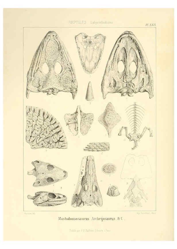 Reproducción/Reproduction 6106616070: Traité de paléontologie London : H. Ballière ;J.-B. Baillière ;1853-1857