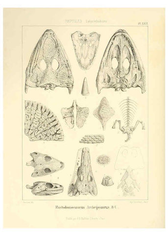 Reproducción/Reproduction 6106616070: Traité de paléontologie London : H. Ballière ;J.-B. Baillière ;1853-1857