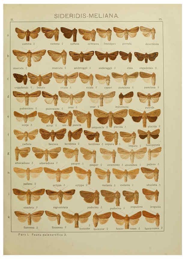 Reproducción/Reproduction 6120225976: The Macrolepidoptera of the world. v.3. plates Stuttgart,Seitz'schen (Kernen),1906-1933