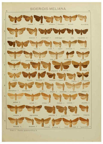 Reproducción/Reproduction 6120225976: The Macrolepidoptera of the world. v.3. plates Stuttgart,Seitz'schen (Kernen),1906-1933