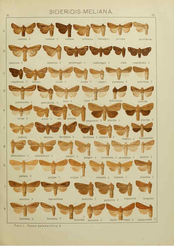 Reproducción/Reproduction 6120225976: The Macrolepidoptera of the world. v.3. plates Stuttgart,Seitz'schen (Kernen),1906-1933