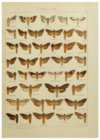 Reproducción/Reproduction 6120226146: The Macrolepidoptera of the world. v.3. plates Stuttgart,Seitz'schen (Kernen),1906-1933