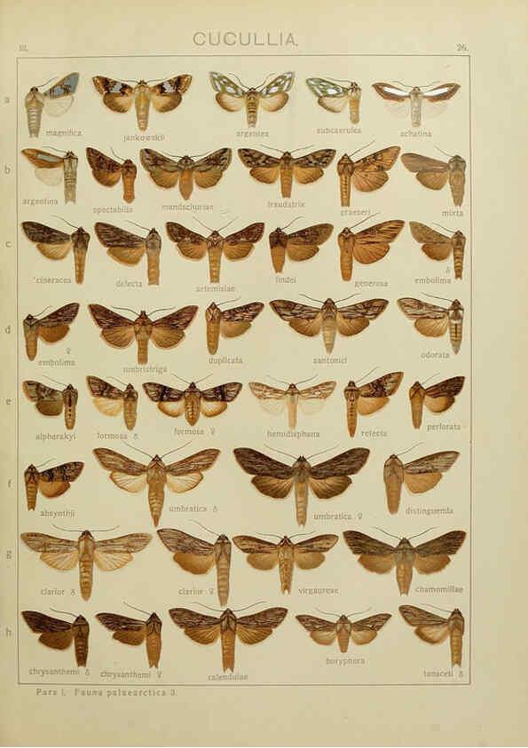 Reproducción/Reproduction 6120226146: The Macrolepidoptera of the world. v.3. plates Stuttgart,Seitz'schen (Kernen),1906-1933