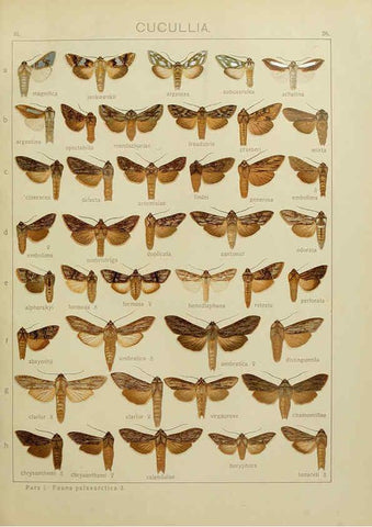 Reproducción/Reproduction 6120226146: The Macrolepidoptera of the world. v.3. plates Stuttgart,Seitz'schen (Kernen),1906-1933