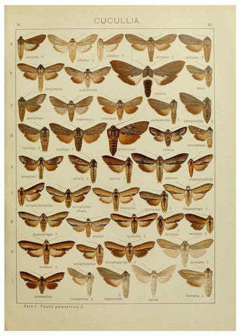 Reproducción/Reproduction 6120226360: The Macrolepidoptera of the world. v.3. plates Stuttgart,Seitz'schen (Kernen),1906-1933