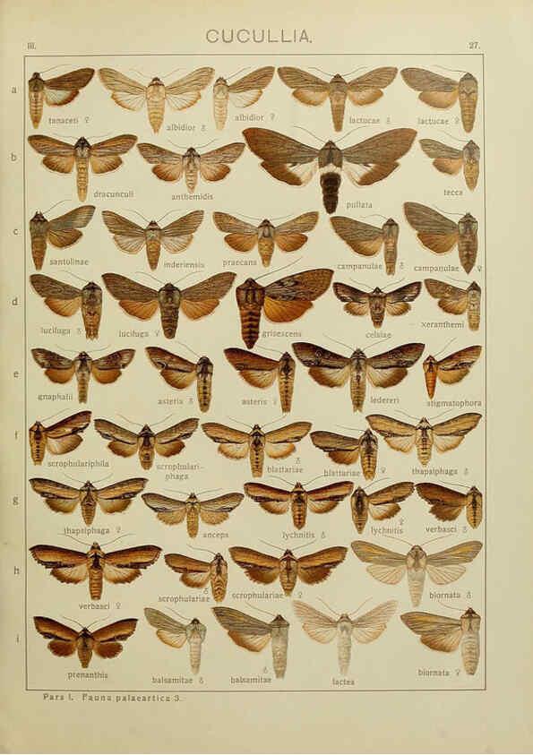 Reproducción/Reproduction 6120226360: The Macrolepidoptera of the world. v.3. plates Stuttgart,Seitz'schen (Kernen),1906-1933