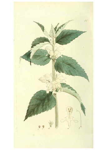Reproducción/Reproduction 6120328136: Svensk botanik. v.1. Stockholm :Tryckt hos C. Delén,1802-[1843] 