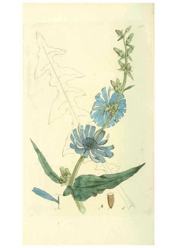 Reproducción/Reproduction 6120328482: Svensk botanik. v.1. Stockholm :Tryckt hos C. Delén,1802-[1843] 
