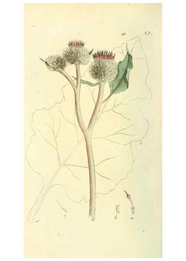 Reproducción/Reproduction 6120330708: Svensk botanik. v.1. Stockholm :Tryckt hos C. Delén,1802-[1843] 