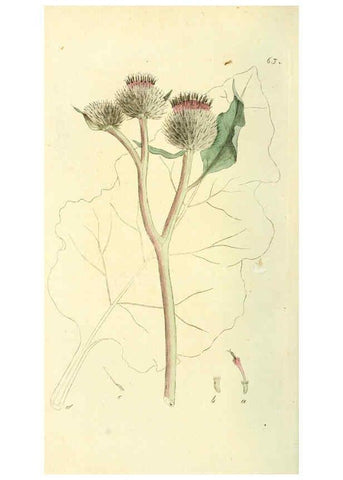 Reproducción/Reproduction 6120330708: Svensk botanik. v.1. Stockholm :Tryckt hos C. Delén,1802-[1843] 