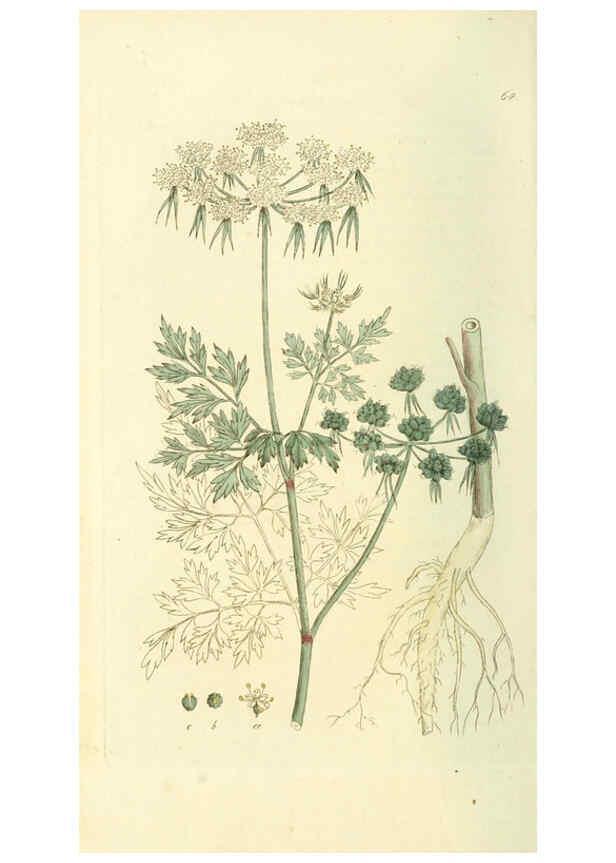 Reproducción/Reproduction 6120331192: Svensk botanik. v.1. Stockholm :Tryckt hos C. Delén,1802-[1843] 