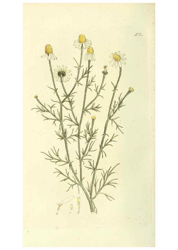 Reproducción/Reproduction 6120326930: Svensk botanik. v.1. Stockholm :Tryckt hos C. Delén,1802-[1843] 