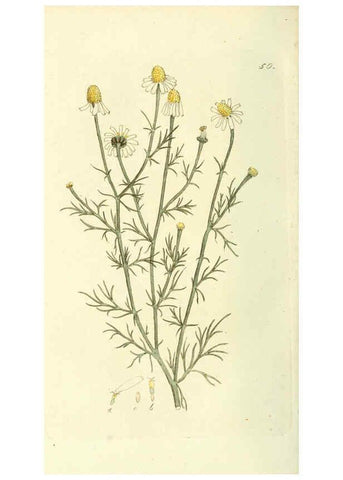 Reproducción/Reproduction 6120326930: Svensk botanik. v.1. Stockholm :Tryckt hos C. Delén,1802-[1843] 
