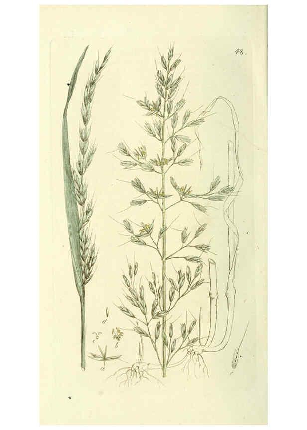 Reproducción/Reproduction 6119782863: Svensk botanik. v.1. Stockholm :Tryckt hos C. Delén,1802-[1843] 