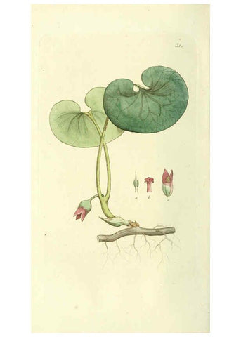 Reproducción/Reproduction 6120321184: Svensk botanik. v.1. Stockholm :Tryckt hos C. Delén,1802-[1843] 