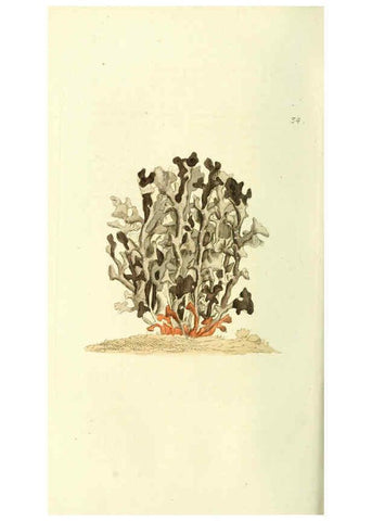 Reproducción/Reproduction 6120321990: Svensk botanik. v.1. Stockholm :Tryckt hos C. Delén,1802-[1843] 