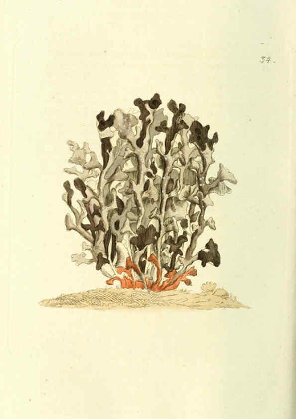 Reproducción/Reproduction 6120321990: Svensk botanik. v.1. Stockholm :Tryckt hos C. Delén,1802-[1843] 