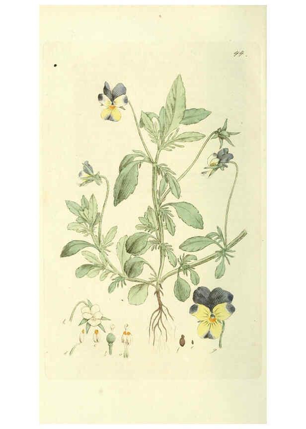 Reproducción/Reproduction 6120325076: Svensk botanik. v.1. Stockholm :Tryckt hos C. Delén,1802-[1843] 