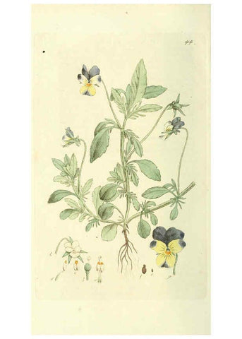 Reproducción/Reproduction 6120325076: Svensk botanik. v.1. Stockholm :Tryckt hos C. Delén,1802-[1843] 