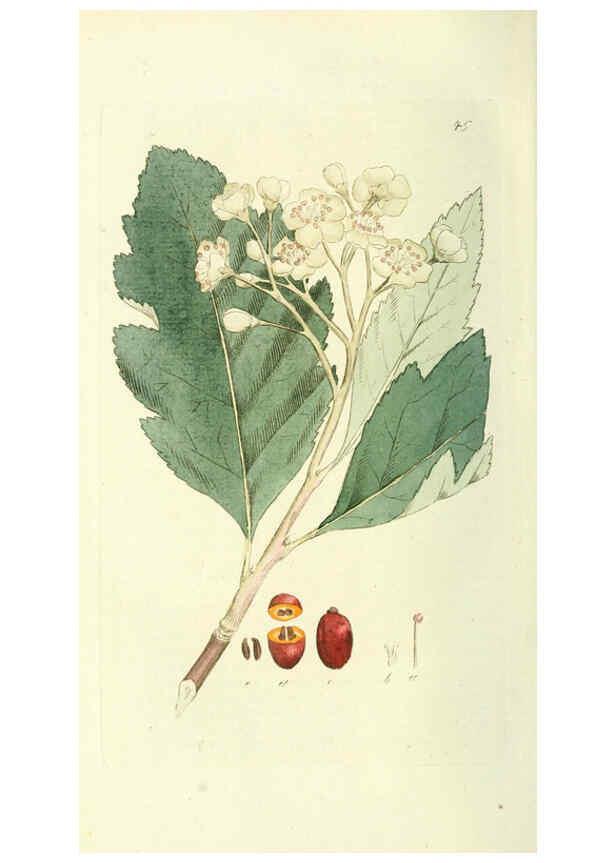 Reproducción/Reproduction 6120325414: Svensk botanik. v.1. Stockholm :Tryckt hos C. Delén,1802-[1843] 