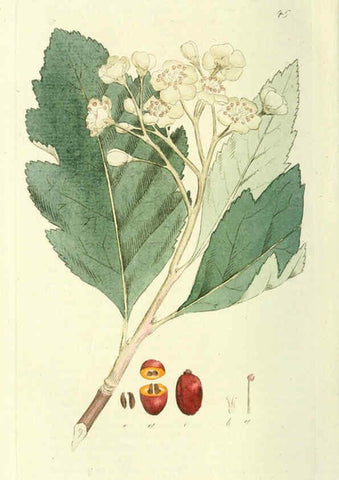 Reproducción/Reproduction 6120325414: Svensk botanik. v.1. Stockholm :Tryckt hos C. Delén,1802-[1843] 