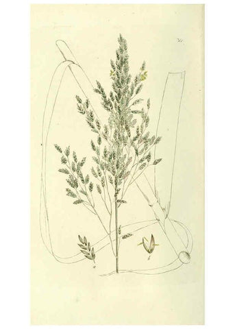 Reproducción/Reproduction 6120320110: Svensk botanik. v.1. Stockholm :Tryckt hos C. Delén,1802-[1843] 